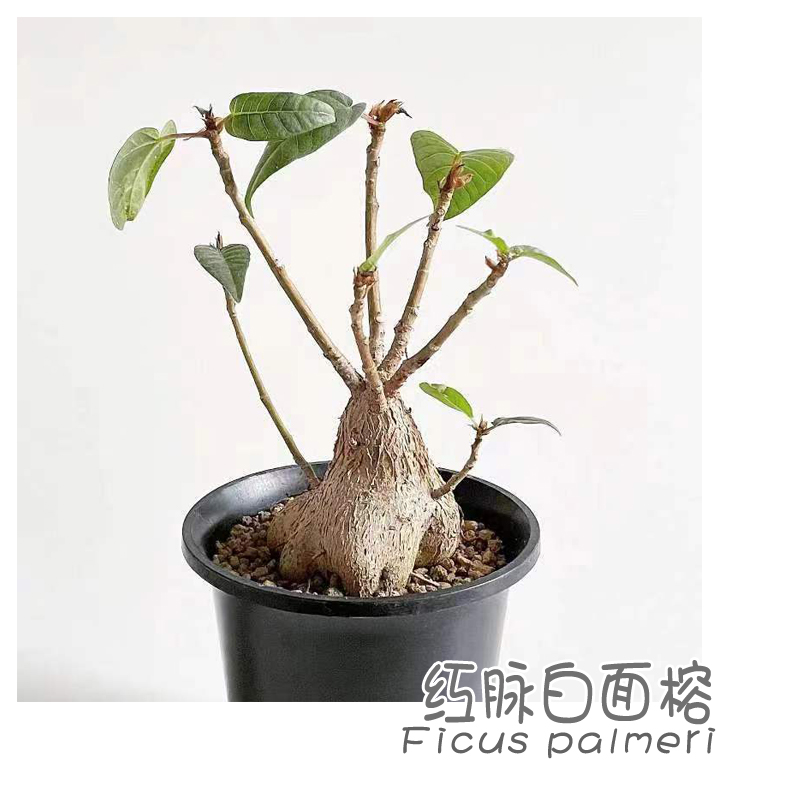 红脉白面榕多肉块根植物阳台盆栽