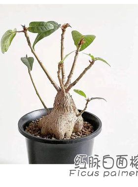 绿阳新意 红脉白面榕Ficus palmeri多肉块根植物桑科榕属盆景素材