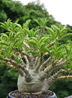 绿阳新意 白马城Pachypodium Saundersii多肉块根棒捶树属植物