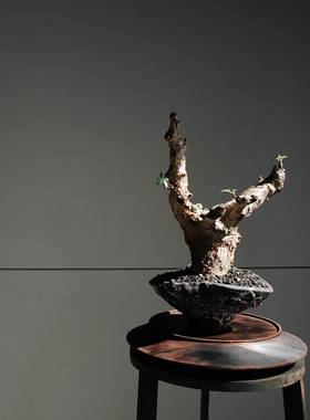 绿阳新意 Commiphora ertherina 埃伦布橄榄 没药 橄榄科块根植物