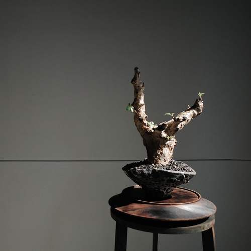 橄榄没药埃伦布块根植物