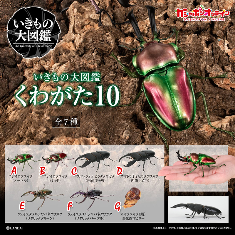 生物大图鉴锹甲10甲壳虫