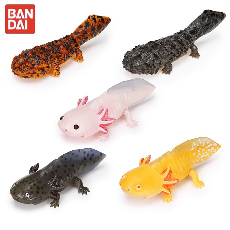 万代生物大图鉴蝾螈娃娃鱼