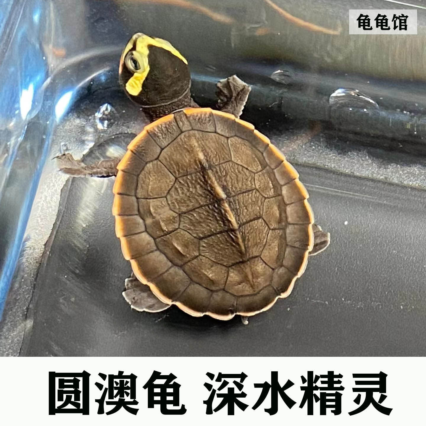 圆澳侧颈龟乌龟精品红腹