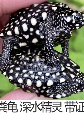 满天星斑点黑池小乌龟苗深水好养的观赏宠物活物体清洁鱼缸吃粪龟