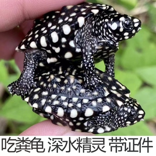 满天星斑点黑池小乌龟苗深水好养的观赏宠物活物体清洁鱼缸吃粪龟