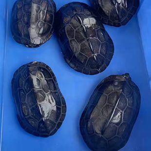 纯种墨龟顶墨半碳全黑腹公草龟好养刀刻乌龟活物体戏水好养 宠物