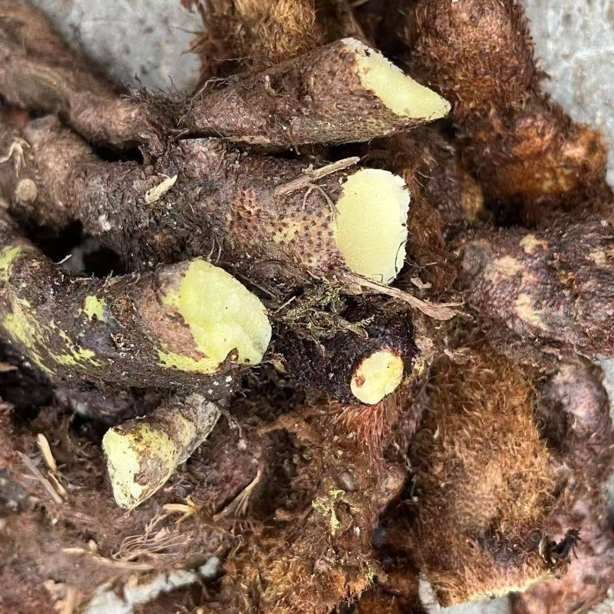 贵州深山新鲜骨碎补巴岩姜岩50g姜侧柏叶毛姜爬岩姜石岩姜接骨姜