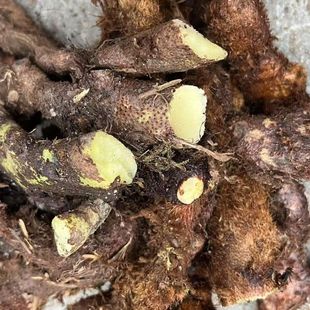 贵州深山新鲜骨碎补巴岩姜岩50g姜侧柏叶毛姜爬岩姜石岩姜接骨姜