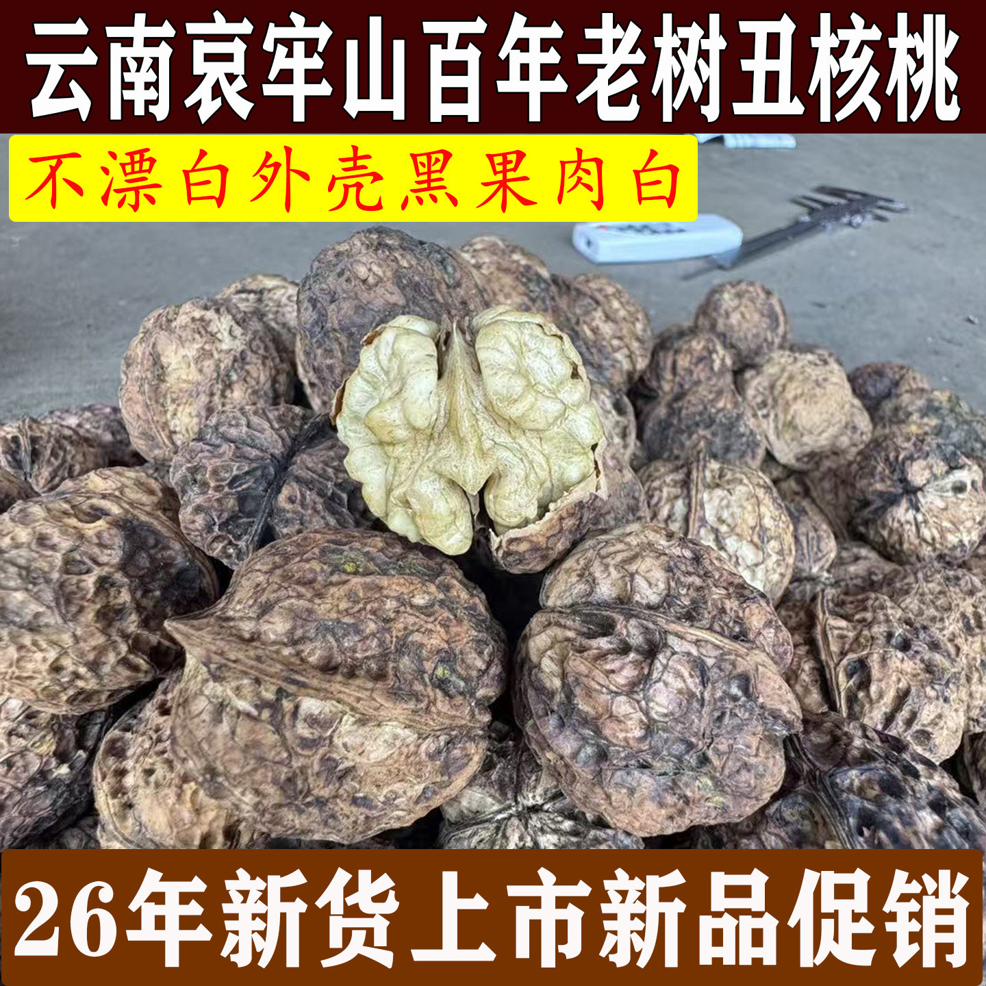 云南哀牢山百年老树薄皮核桃