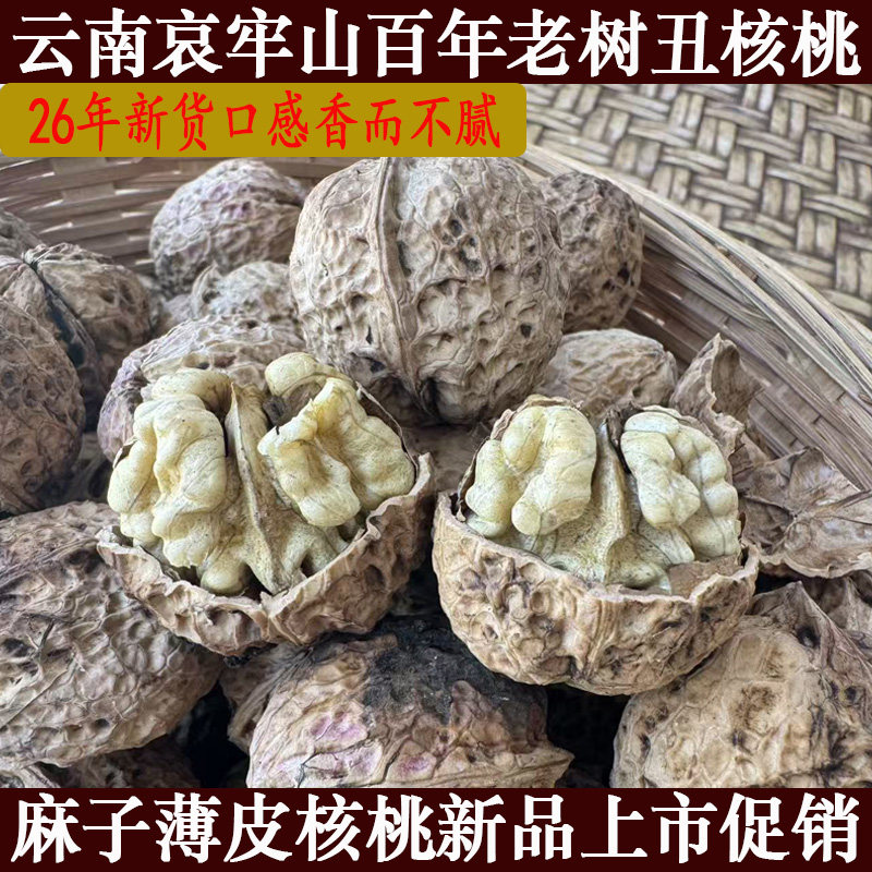 云南哀牢山百年老树薄皮核桃