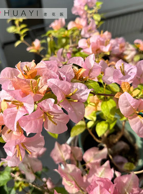 【新基地】沙斑金发女郎三角梅喜光易养护勤花室内室外阳台庭院花