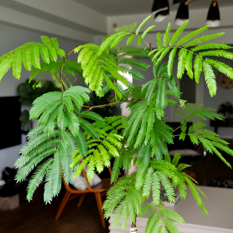 【热植馆】密叶猴耳环 室内盆栽好养室内植物好看