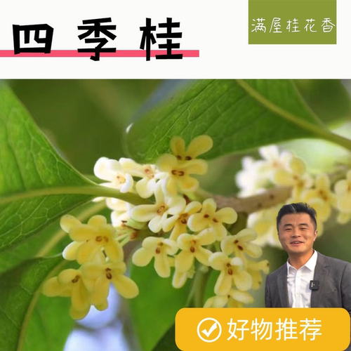 桂花开花满屋飘香好养活花期长室内室外庭院四季绿植