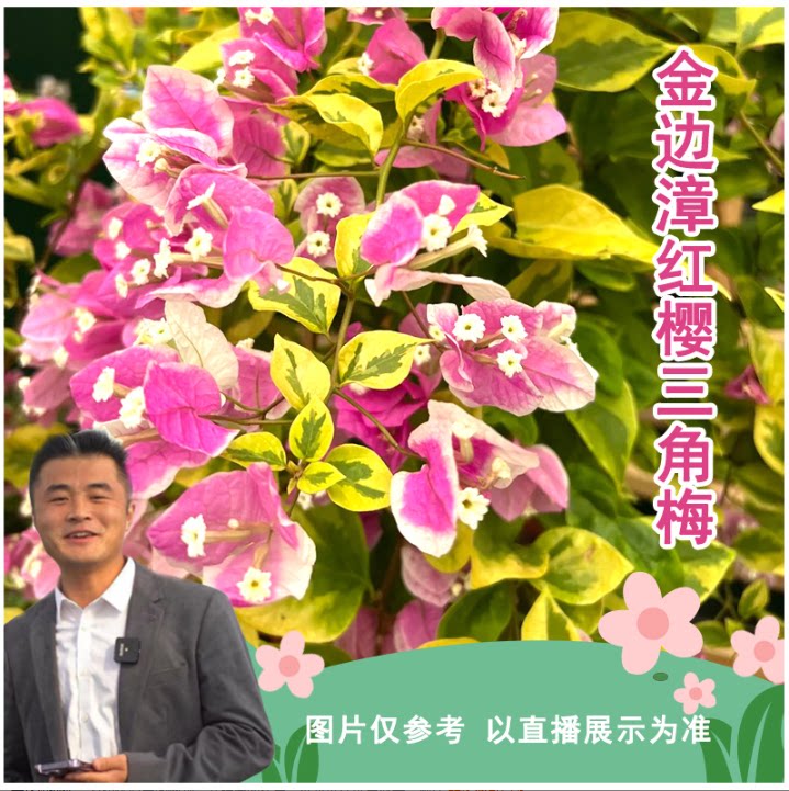 【新基地】金边漳红樱三角梅喜光易养护勤花室内室外阳台庭院花卉