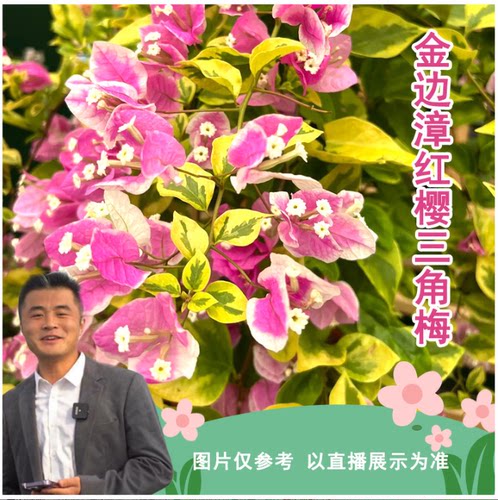【新基地】金边漳红樱三角梅喜光易养护勤花室内室外阳台庭院花卉