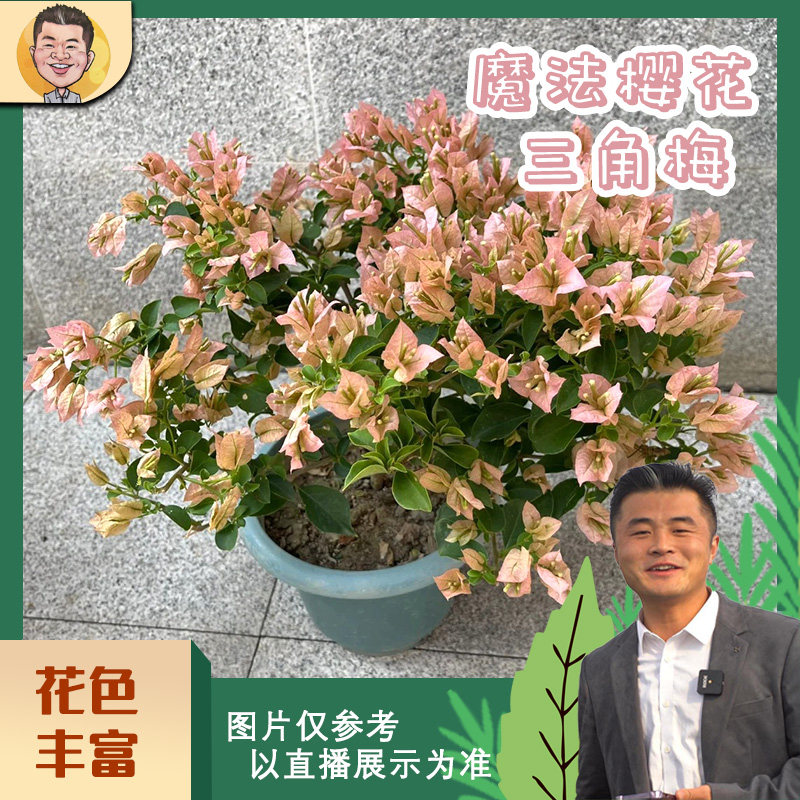 【新基地】魔法樱花三角梅喜光易养护勤花室内室外阳台庭院花卉