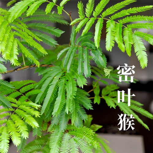16#密叶猴耳环盆栽地栽高端室内绿植盆栽网红ins风绿植