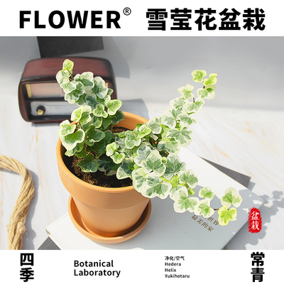 【老花医】雪莹花常绿植物常春藤吊兰阳台盆栽简约高品质北欧净化