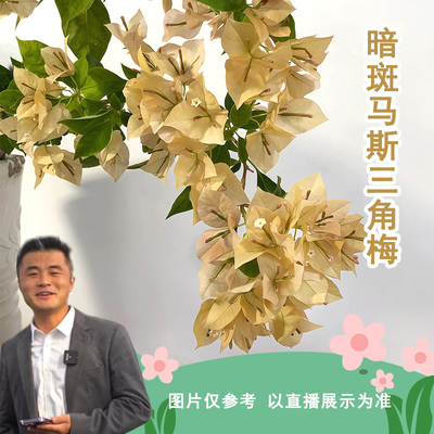 暗斑马斯三角梅喜光易养护勤花室内室外阳台庭院花卉盆栽地栽观赏