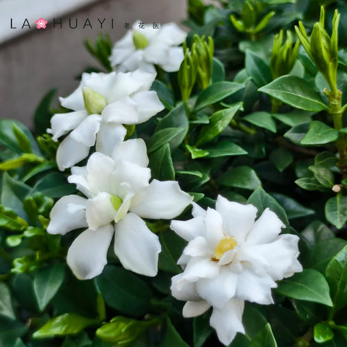【新基地】盆景栀子花微型盆景开花盆栽花卉绿植喜光喜水浓香美观