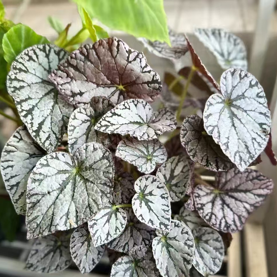 【热植馆】银币秋海棠热带植物绿植花卉植物室内高端植物观赏