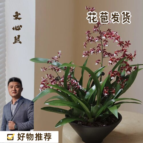清新文心兰盆栽室内花卉