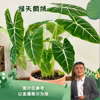 花卉植物天鹅锦盆栽地栽