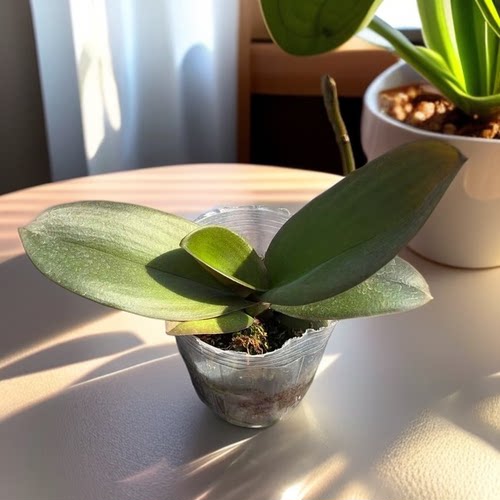 精品蝴蝶兰合集盆栽室内花卉绿植开花好养