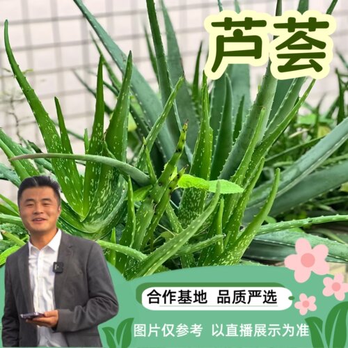 芦荟植物室内外盆栽绿植室内室外庭院花卉观赏植物美观