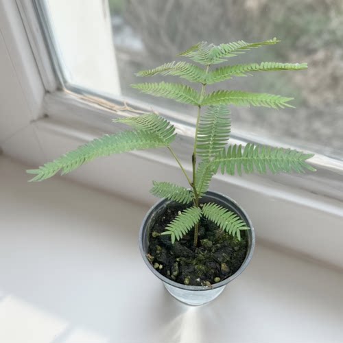 【热植馆】密叶猴耳环盆栽地栽高端室内绿植盆栽花卉植物