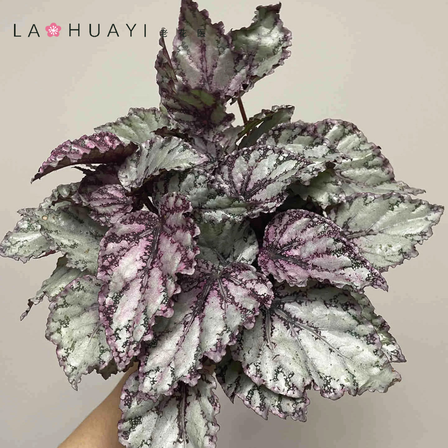 【热植馆】莫朗格秋海棠栽室内好养多巴胺风格绿植图片