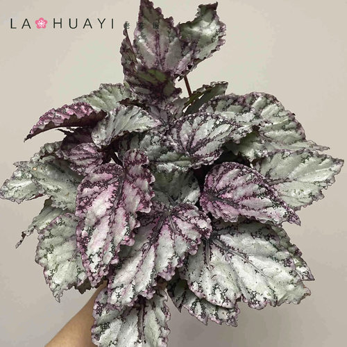 【热植馆】莫朗格秋海棠栽室内好养多巴胺风格绿植