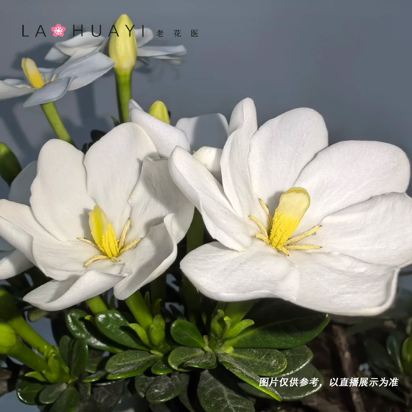 达摩栀子花盆栽绿植花卉室内花苞植物香味观赏开花美观
