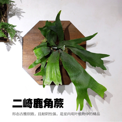 【老花医】二崎鹿角蕨盆栽绿植室内阳台四季观叶常绿好养坠吊植物