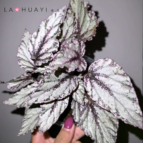 【热植馆】秋海棠合集室内好养耐阴观叶花卉盆栽