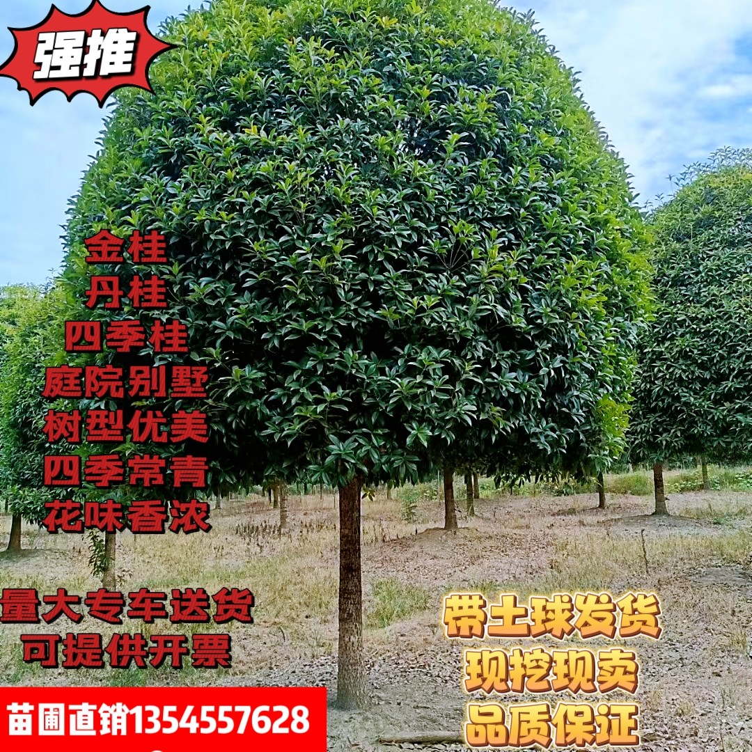 包邮常青庭院绿植桂花八月