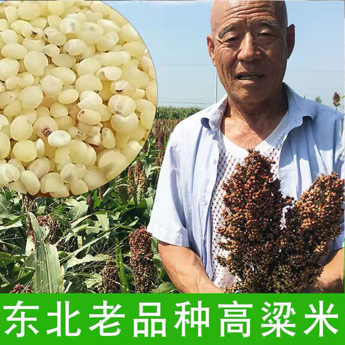 黑山老品种6A高粱 白高粱米农家食用新米东北特产粗粮散装包邮5斤