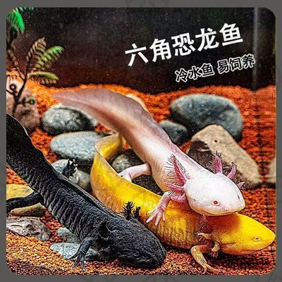 六角恐龙鱼冷水鱼红尾小条