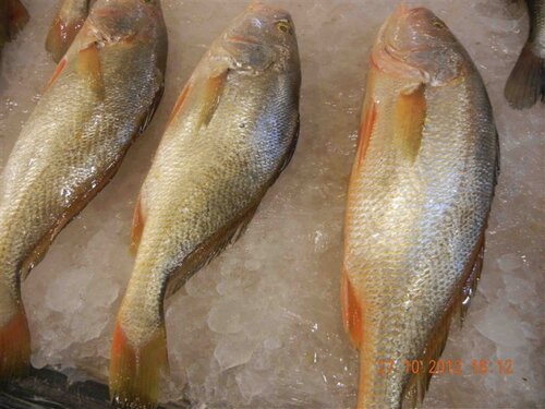 兰州老李海鲜 新鲜大黄鱼 35元一斤 一条一斤多一点