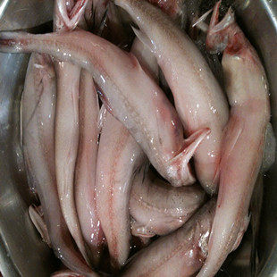 兰州老李海鲜 新鲜龙头鱼/豆腐其它