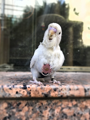 Бесплатная доставка домашняя одежда для птиц, моча, дерьмо, моча влажные брюки мочи Летающая одежда