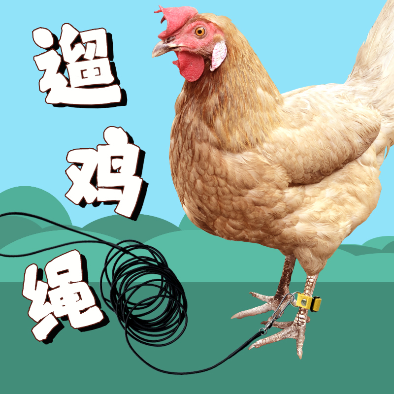 小鸡柯尔鸭牵引绳遛鸭子绳脚套式牵引绳遛鸡绳宠物用品鸽子鹅绳