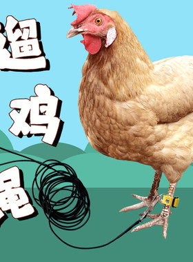 遛鸡绳遛鸭遛鹅鸽子绳脚套