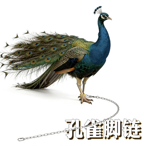 孔雀狮头鹅牵引绳鸡鸭脚套