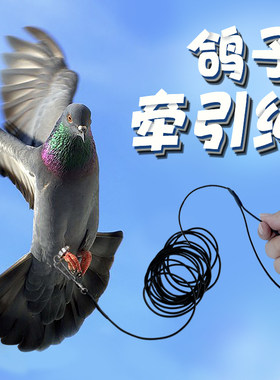 鸽子牵引弹弹力绳放飞绳