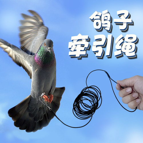 鸽子牵引弹弹力绳放飞绳