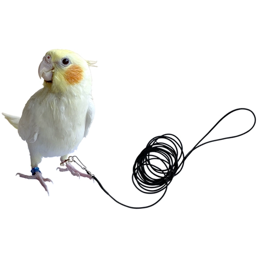 Эластичный ремень, браслет на ногу для выхода на улицу, 3м, 10м