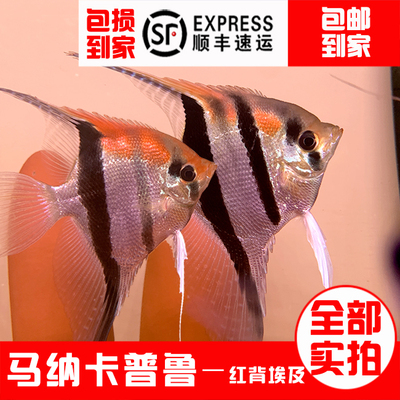 红背埃及马纳卡普鲁彩埃福