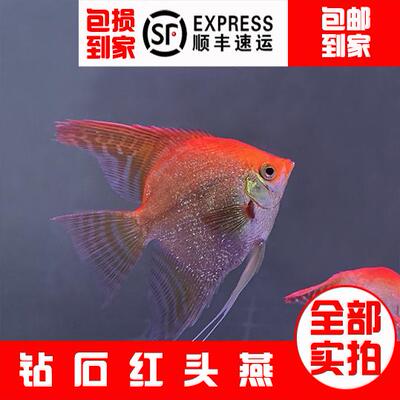 钻石红头燕玻璃红头燕鱼金顶燕观赏鱼好养易活成鱼已发色